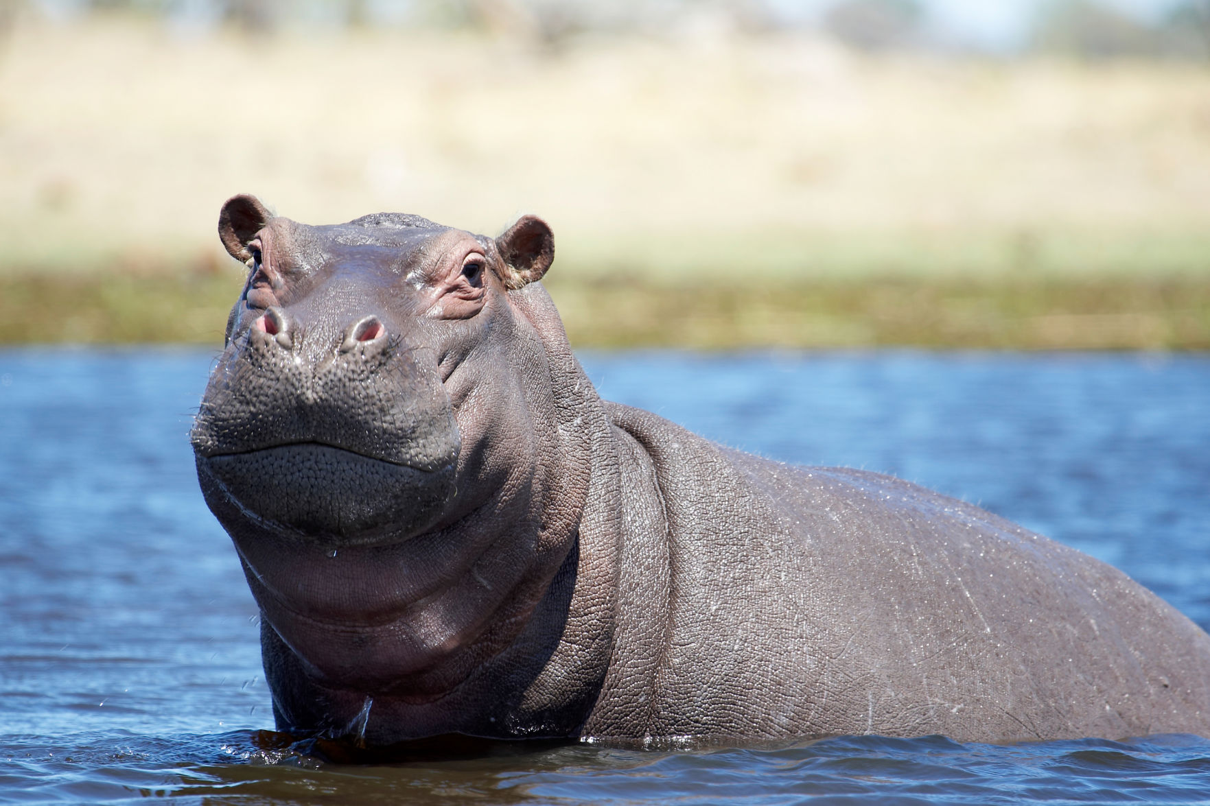 Hippopotamus Fact #12